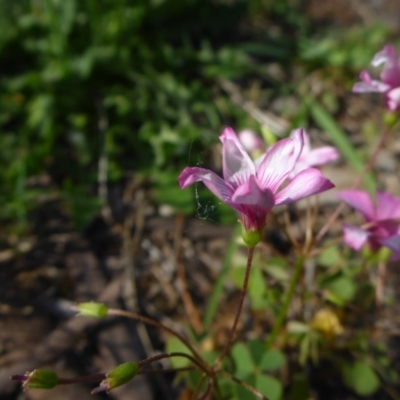 Oxalis articulata (Shamrock) at Reid, ACT - 29 Nov 2017 by JanetRussell