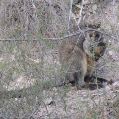 Wallabia bicolor (Swamp Wallaby) at Conder, ACT - 4 Nov 2017 by michaelb