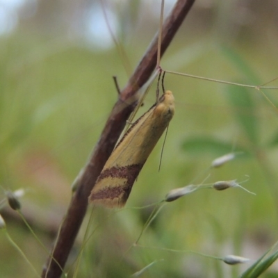 Coeranica isabella (A Concealer moth) at Conder, ACT - 4 Nov 2017 by michaelb