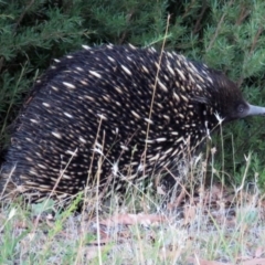 Tachyglossus aculeatus (Short-beaked Echidna) at Paddys River, ACT - 21 Jan 2017 by RodDeb