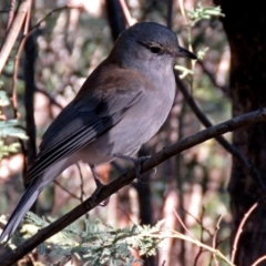 Colluricincla harmonica (Grey Shrikethrush) at Paddys River, ACT - 21 Jun 2017 by RodDeb