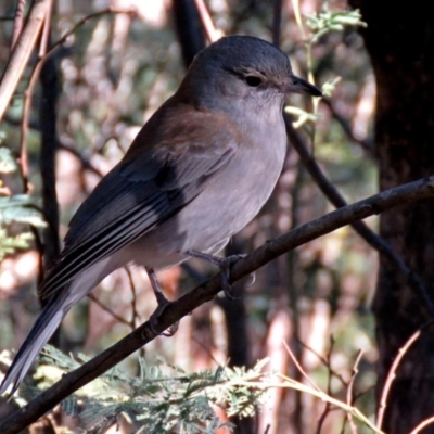 Colluricincla harmonica (Grey Shrikethrush) at Paddys River, ACT - 21 Jun 2017 by RodDeb