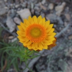 Xerochrysum viscosum (Sticky Everlasting) at Conder, ACT - 4 Nov 2017 by MichaelBedingfield