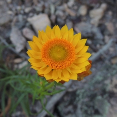 Xerochrysum viscosum (Sticky Everlasting) at Rob Roy Range - 4 Nov 2017 by MichaelBedingfield