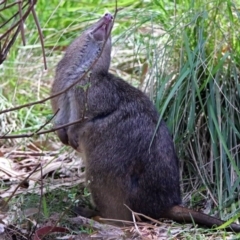 Potorous tridactylus (Long-nosed Potoroo) at Paddys River, ACT - 17 Oct 2017 by RodDeb