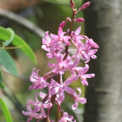 Dipodium roseum (Rosy Hyacinth Orchid) at Paddys River, ACT - 5 Jan 2017 by RodDeb