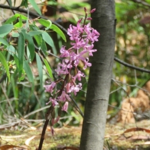 Dipodium roseum at Paddys River, ACT - 6 Jan 2017