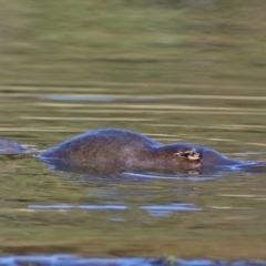 Ornithorhynchus anatinus (Platypus) at Tidbinbilla Nature Reserve - 28 Jul 2017 by RodDeb