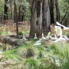 Cacatua galerita at Paddys River, ACT - 21 Oct 2016 12:00 AM