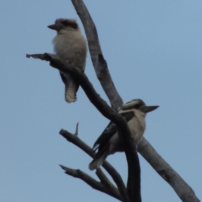 Dacelo novaeguineae (Laughing Kookaburra) at Conder, ACT - 4 Nov 2017 by michaelb