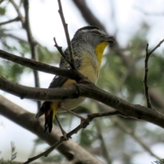 Pardalotus punctatus (Spotted Pardalote) at Paddys River, ACT - 21 Oct 2016 by RodDeb