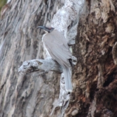 Philemon corniculatus (Noisy Friarbird) at Conder, ACT - 4 Nov 2017 by michaelb