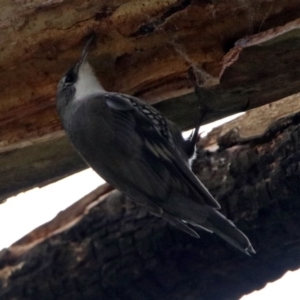 Cormobates leucophaea at Paddys River, ACT - 10 Aug 2017 01:30 PM