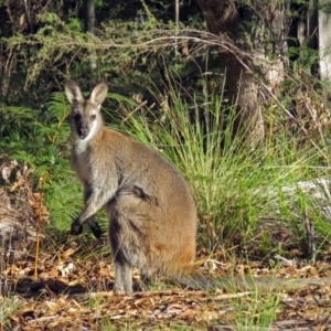 Notamacropus rufogriseus at Paddys River, ACT - 21 Jun 2017