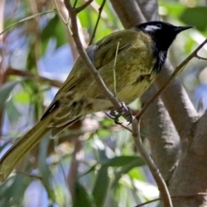 Nesoptilotis leucotis at Paddys River, ACT - 18 Oct 2017