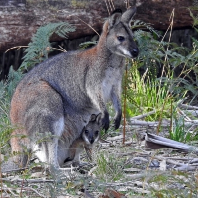 Notamacropus rufogriseus (Red-necked Wallaby) at Paddys River, ACT - 21 Sep 2017 by RodDeb