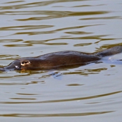 Ornithorhynchus anatinus (Platypus) at Tidbinbilla Nature Reserve - 21 Sep 2017 by RodDeb