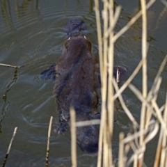 Ornithorhynchus anatinus at Paddys River, ACT - 21 Sep 2017