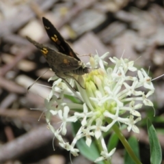 Trapezites phigalioides (Montane Ochre) at Paddys River, ACT - 28 Nov 2016 by RodDeb