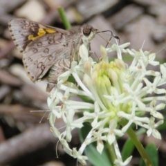 Trapezites phigalioides at Paddys River, ACT - 28 Nov 2016