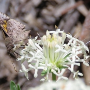 Trapezites phigalioides at Paddys River, ACT - 28 Nov 2016