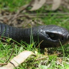 Pseudechis porphyriacus (Red-bellied Black Snake) at Tidbinbilla Nature Reserve - 3 Nov 2016 by RodDeb