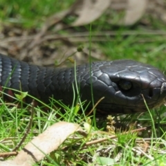 Pseudechis porphyriacus (Red-bellied Black Snake) at Paddys River, ACT - 4 Nov 2016 by RodDeb