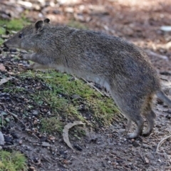 Isoodon obesulus obesulus at Paddys River, ACT - 28 Jul 2017