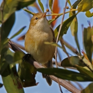 Acrocephalus australis at Fyshwick, ACT - 3 Sep 2017