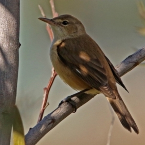 Acrocephalus australis at Fyshwick, ACT - 3 Sep 2017