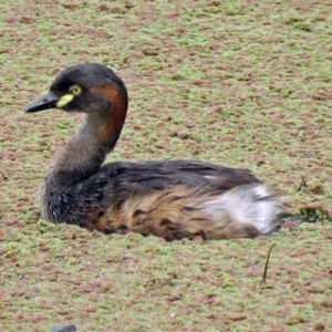 Tachybaptus novaehollandiae at Fyshwick, ACT - 22 Mar 2017