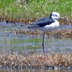 Himantopus leucocephalus (Pied Stilt) at Fyshwick, ACT - 1 Nov 2017 by RodDeb