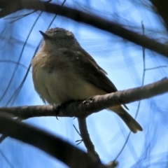 Acanthiza chrysorrhoa (Yellow-rumped Thornbill) at Fyshwick, ACT - 1 Nov 2017 by RodDeb