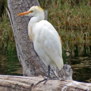 Bubulcus coromandus at Fyshwick, ACT - 15 Mar 2017 11:27 AM