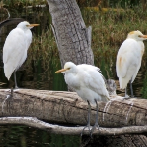 Bubulcus coromandus at Fyshwick, ACT - 15 Mar 2017