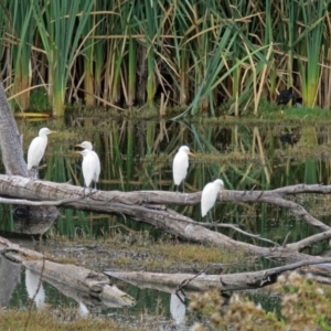 Bubulcus coromandus at Fyshwick, ACT - 15 Mar 2017