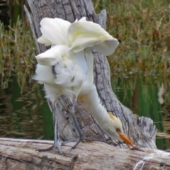 Bubulcus coromandus at Fyshwick, ACT - 15 Mar 2017