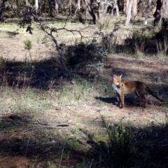 Vulpes vulpes (Red Fox) at Majura, ACT - 30 Nov 2017 by SilkeSma
