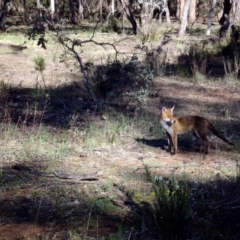 Vulpes vulpes (Red Fox) at Mount Ainslie - 29 Nov 2017 by SilkeSma