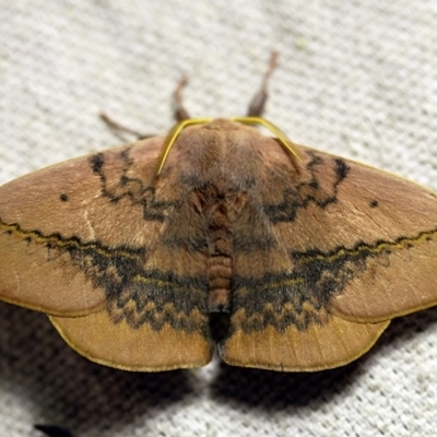 Anthela varia (Hairy Mary) at O'Connor, ACT - 29 Nov 2017 by ibaird