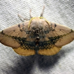 Anthela varia at O'Connor, ACT - 29 Nov 2017 09:28 PM