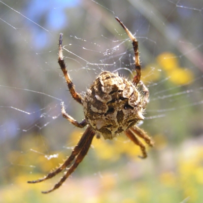 Backobourkia sp. (genus) (An orb weaver) at Kambah, ACT - 29 Nov 2017 by MatthewFrawley