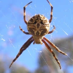 Backobourkia sp. (genus) at Kambah, ACT - 30 Nov 2017