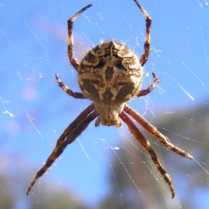 Backobourkia sp. (genus) at Kambah, ACT - 30 Nov 2017