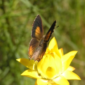 Paralucia pyrodiscus at Kambah, ACT - 30 Nov 2017