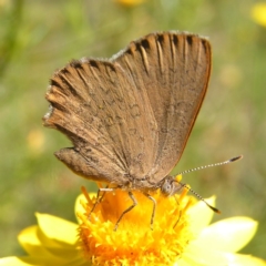 Paralucia pyrodiscus at Kambah, ACT - 30 Nov 2017