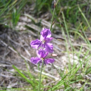 Arthropodium fimbriatum at Kambah, ACT - 30 Nov 2017