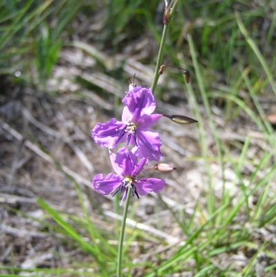 Arthropodium fimbriatum (Nodding Chocolate Lily) at Mount Taylor - 29 Nov 2017 by MatthewFrawley