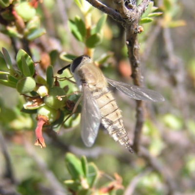 Trichophthalma punctata (Tangle-vein fly) at Kambah, ACT - 30 Nov 2017 by MatthewFrawley