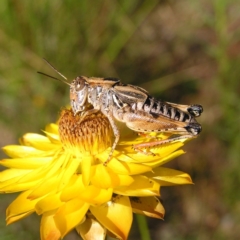 Brachyexarna lobipennis (Stripewinged meadow grasshopper) at Kambah, ACT - 30 Nov 2017 by MatthewFrawley